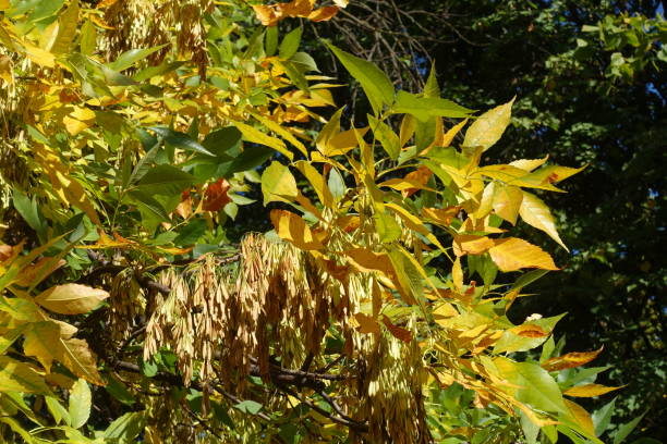 istock Samaras and autumnal foliage of green ash tree in October 2196341995