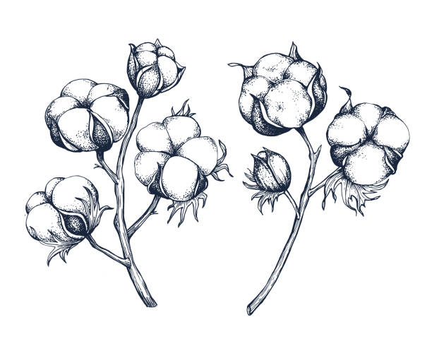 Cotton botanical hand drawn Isolated vector illustration set. Cotton sketch template for card design or wedding invitation, packaging, label, poster, print party, holiday decor. Engraving style collection