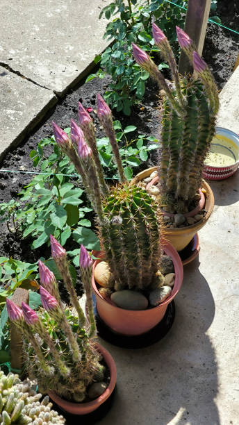 istock Easter lily cactus with pink flower buds 2196343927