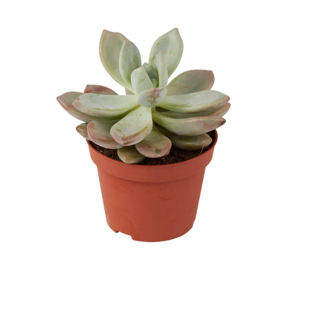 istock cactus in a pot cut out isolated white background with clipping path 2196343962