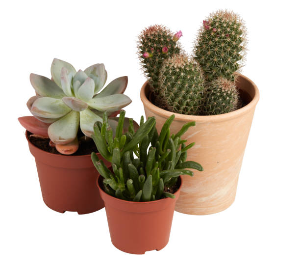 istock cactus in a pot cut out isolated white background with clipping path 2196343968