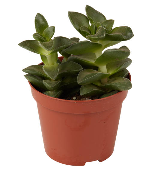 istock cactus in a pot cut out isolated white background with clipping path 2196343980