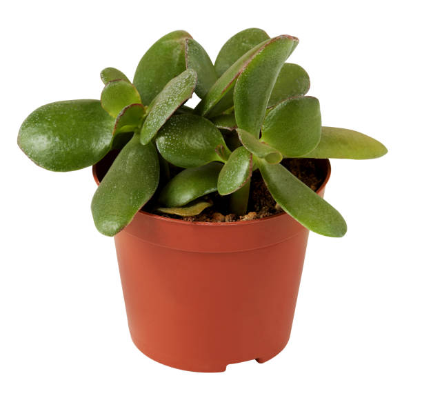 istock cactus in a pot cut out isolated white background with clipping path 2196344062