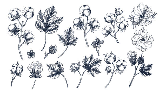 Cotton botanical hand drawn Isolated vector illustration set. Cotton dried flowers sketch template for card design or invitation, packaging, label, poster, holiday decor. Engraving style collection