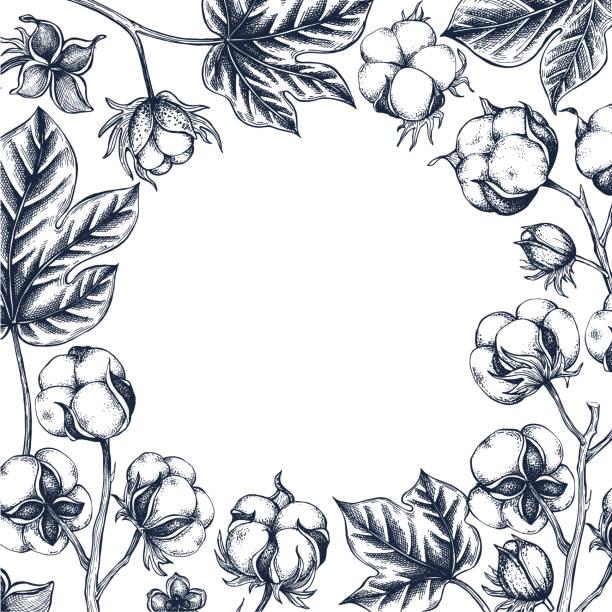 Cotton botanical hand drawn border Isolated vector illustration. Cotton sketch template for card design or wedding invitation, packaging, label, poster, print party, holiday decor. Engraving style
