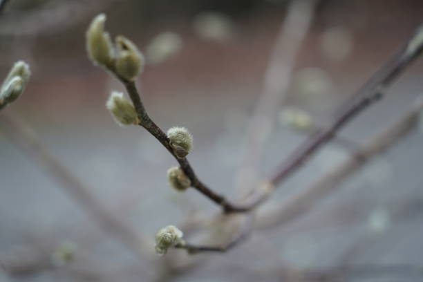 istock Magnolia stellata, the star magnolia, is a slow-growing deciduous shrub or small tree native to Japan. 2196344550