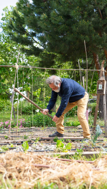 istock Mature man hoeing the soil in his vegetable garden 2196345809