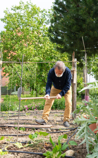 istock Senior farmer working with mattock in vegetable garden 2196345846