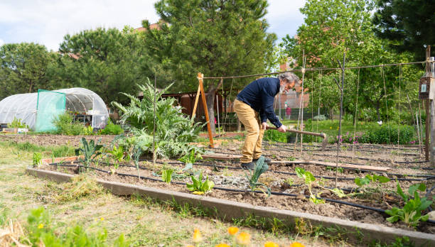 istock Farmer working in vegetable garden with hoe 2196345857