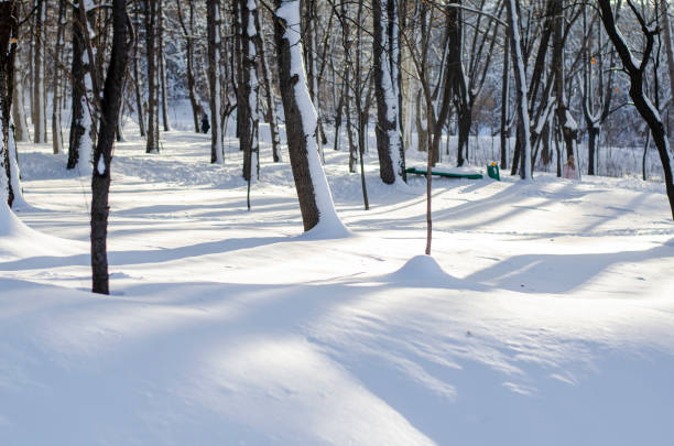 Snowy forest on a sunny day after a heavy snowfall, with bright sunlight illuminating the sparkling snow. High quality photo