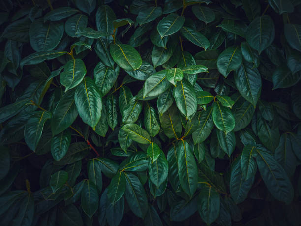 istock Dark green leaves texture. Wild vegetation natural background 2196347601