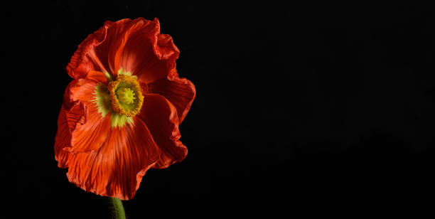 istock Close up Single Orange Poppy with Yellow Stigma on Black Background. Copy space 2196348659