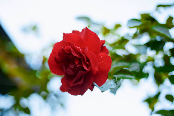 Red rose on a bush branch against the sky, summer, village