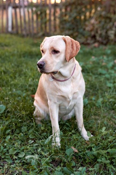 istock Fawn labrador outdoors sitting on the grass in the sunset light 2196351620
