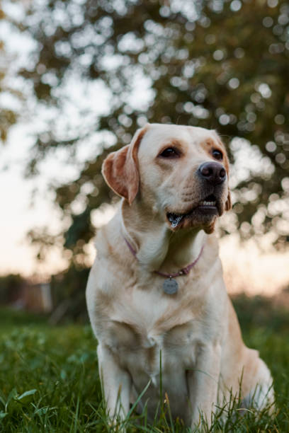 istock Fawn labrador outdoors sitting on the grass in the sunset light 2196351632