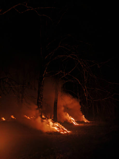 istock fire in birch forest at night with smoke 2196352535