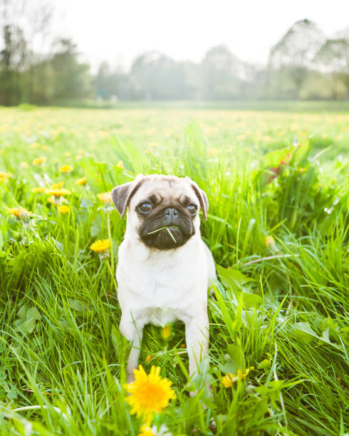 istock Pug puppy in a grassy meadow 2196359081