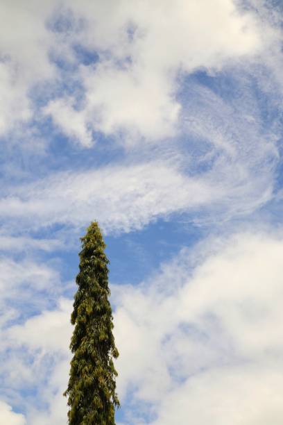 background of trees with a view of the sky