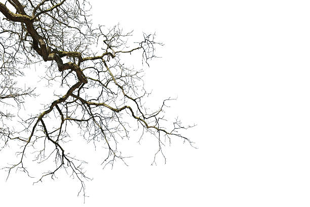 istock Silhouette of a natural oak branches without leaves. 2196360476