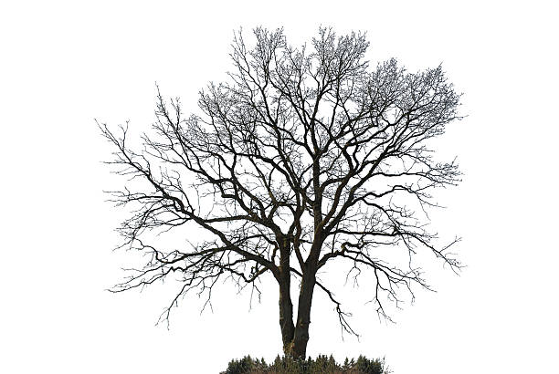 Silhouette of a natural oak tree without leaves.