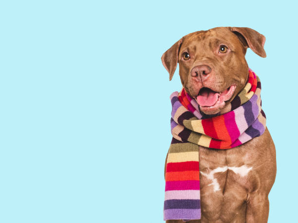istock Cute dog and knitted winter scarf. Studio shot 2196361095