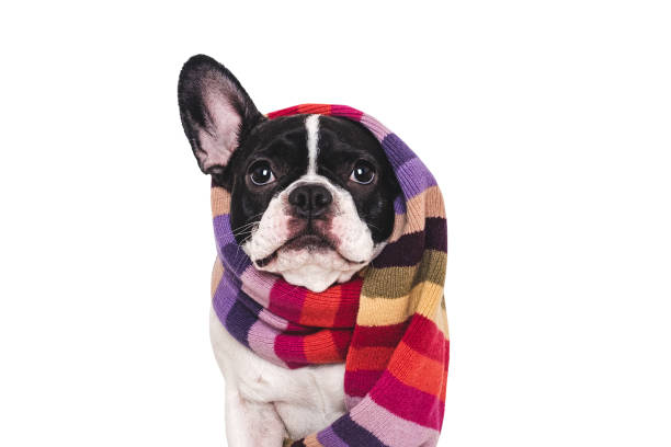 istock Cute puppy and knitted winter scarf. Studio shot 2196361351