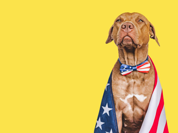 istock Cute brown puppy and an American Flag 2196361420