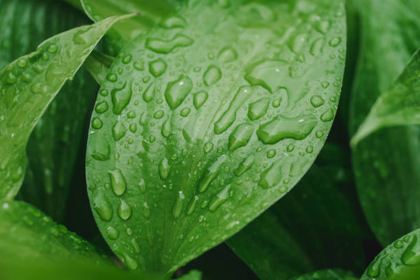 istock Leaf with water drops. Beautiful natural background. Fresh green leaf of lily with dew. Drops macro. Closeup leaf. 2196361684