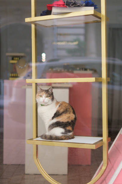 istock Cat sits in a fashion store window. 2196361890