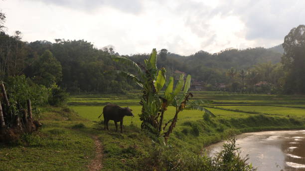 istock natural scenery of Tana Toraja 2196362788