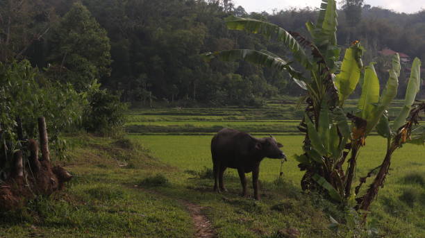istock natural scenery of Tana Toraja 2196362827