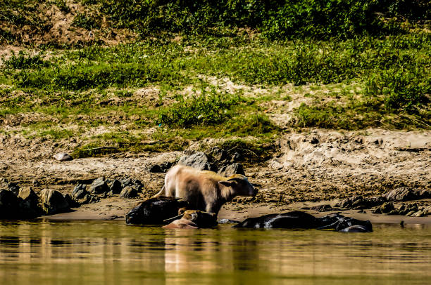 istock elephants in water, digital photo picture as a background 2196363376