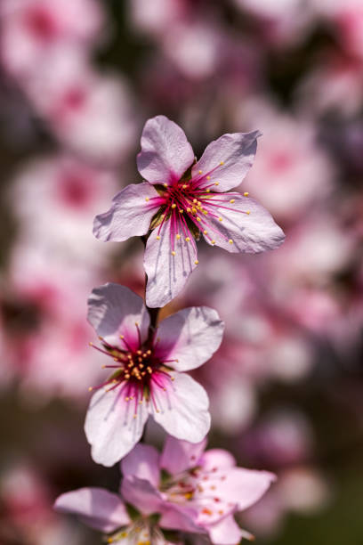 Chinese cherry soft spring blossoms flower isolated on white background. Pink sakura flowerhead cutout icon close up. Sakura beautiful plant closeup cut out design element with copy space