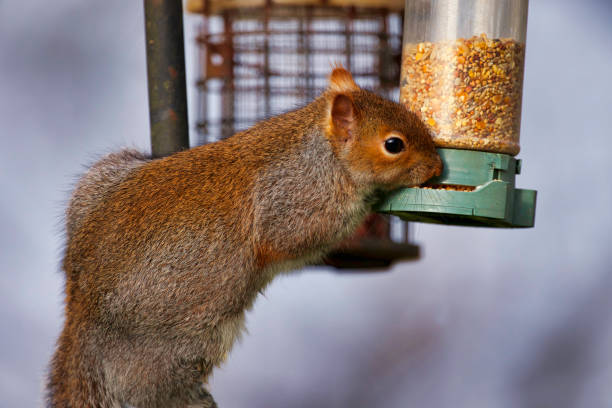 squirrel is sitting on box in tree, eating nut on the tree