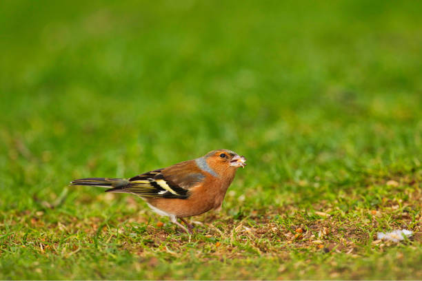 Chaffinch in profile looking for seeds in a garden.
