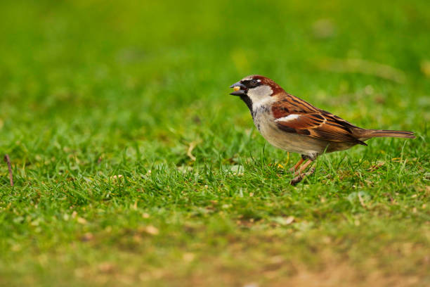Male House Sparrow (Passer domesticus) feeding on a seed in a suburban garden.