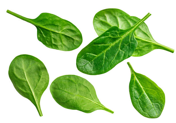 istock Fresh Spinach leaf. Set of Spinach leaf isolated on white. Spinach (Spinacia oleracea) leaves Collection. Flat lay. Pattern 2196371924