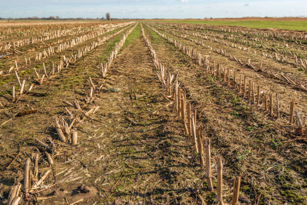 istock Field with converging rows of maize stubble 2196372312