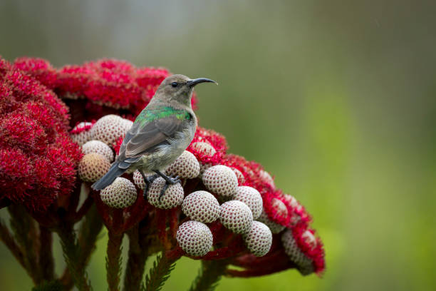 istock Southern double-collared sunbird or lesser double-collared sunbird (Cinnyris chalybeus) juvenile feeding on nectar on a Red kolkol or rooistompie (Berzelia stokoei or Brunia stokoei) Betty's (Bettys) Bay. Whale Coast. Overberg. Western Cape. South Africa 2196372347