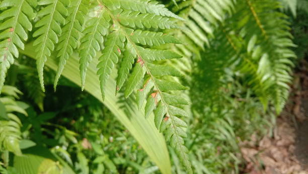 istock Fern leaves pattern background, Beautiful background of tropical plant. Focus on cente 2196373484