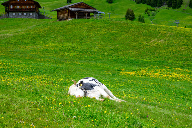 Cow resting on the Seiser Alm or Alpe di Siusi  during springtime in the Dolomites. Yellow spring flowers in the meadows and some wooden chalets sheds on the high plain in the Alps, Trentino Alto Adige, South Tyrol, Italy.