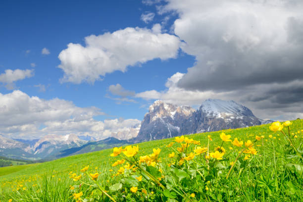 Seiser Alm or Alpe di Siusi -  with Sassolungo - Langkofel mountain group in background during springtime in the Dolomites. Yellow spring flowers in the meadows and some wooden chalets sheds on the high plain in the Alps, Trentino Alto Adige, South Tyrol, Italy.