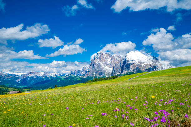 istock Seiser Alm or Alpe di Siusi panorama in the Dolomites during springtime 2196383279