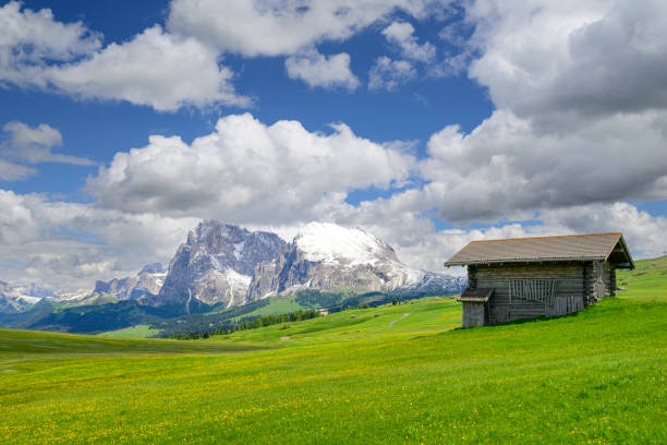 Seiser Alm or Alpe di Siusi -  with Sassolungo - Langkofel mountain group in background during springtime in the Dolomites. Yellow spring flowers in the meadows and some wooden chalets sheds on the high plain in the Alps, Trentino Alto Adige, South Tyrol, Italy.