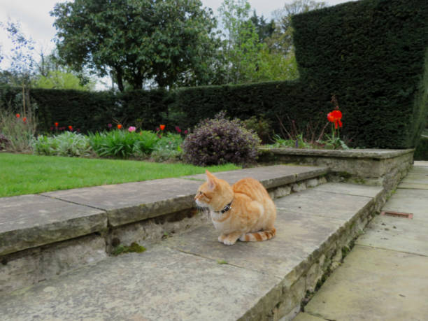 Ginger cat sat on step looking into distance. In a British country garden with flowers, tulips