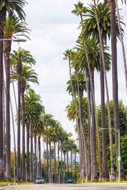 istock Iconic Beverly Hills street lined with towering palm trees under a bright sunny sky 2196384520