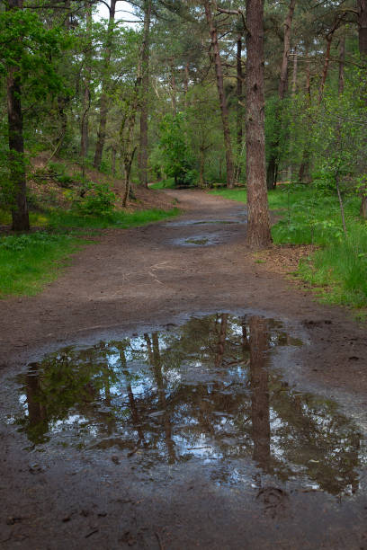 istock Forest path with rain pool reflecting trees in Dutch Loonse en Drunense Duinen National Park 2196384854