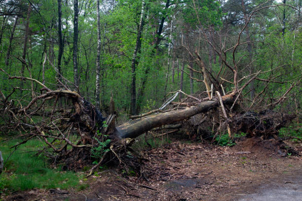 istock Fallen pine tree in Dutch  Loonse en Drunense Duinen National Park 2196384862
