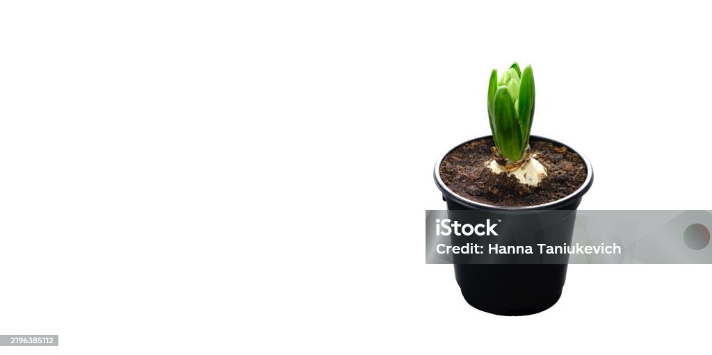 The hyacinth plant seedling with white flower bud is growing in a black pot isolated on white background with copy space. Business card mockup design for a garden shop. Bulbous houseplant close-up - Royalty-free Bahar Stok görsel The hyacinth plant seedling with white flower bud is growing in a black pot isolated on white background with copy space. Business card mockup design for a garden shop. Bulbous houseplant close-up - Royalty-free Bahar Stok görsel