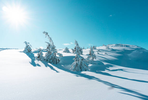 istock Snowy trees in the sun 2196385124